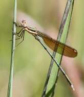 Image of Smoky Spreadwing