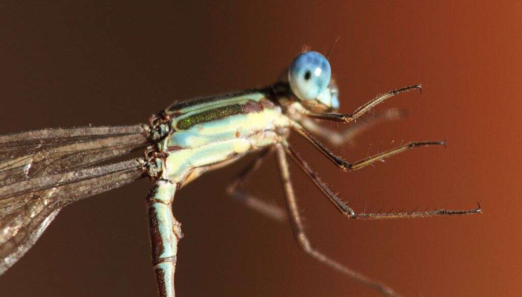 Image of Smoky Spreadwing