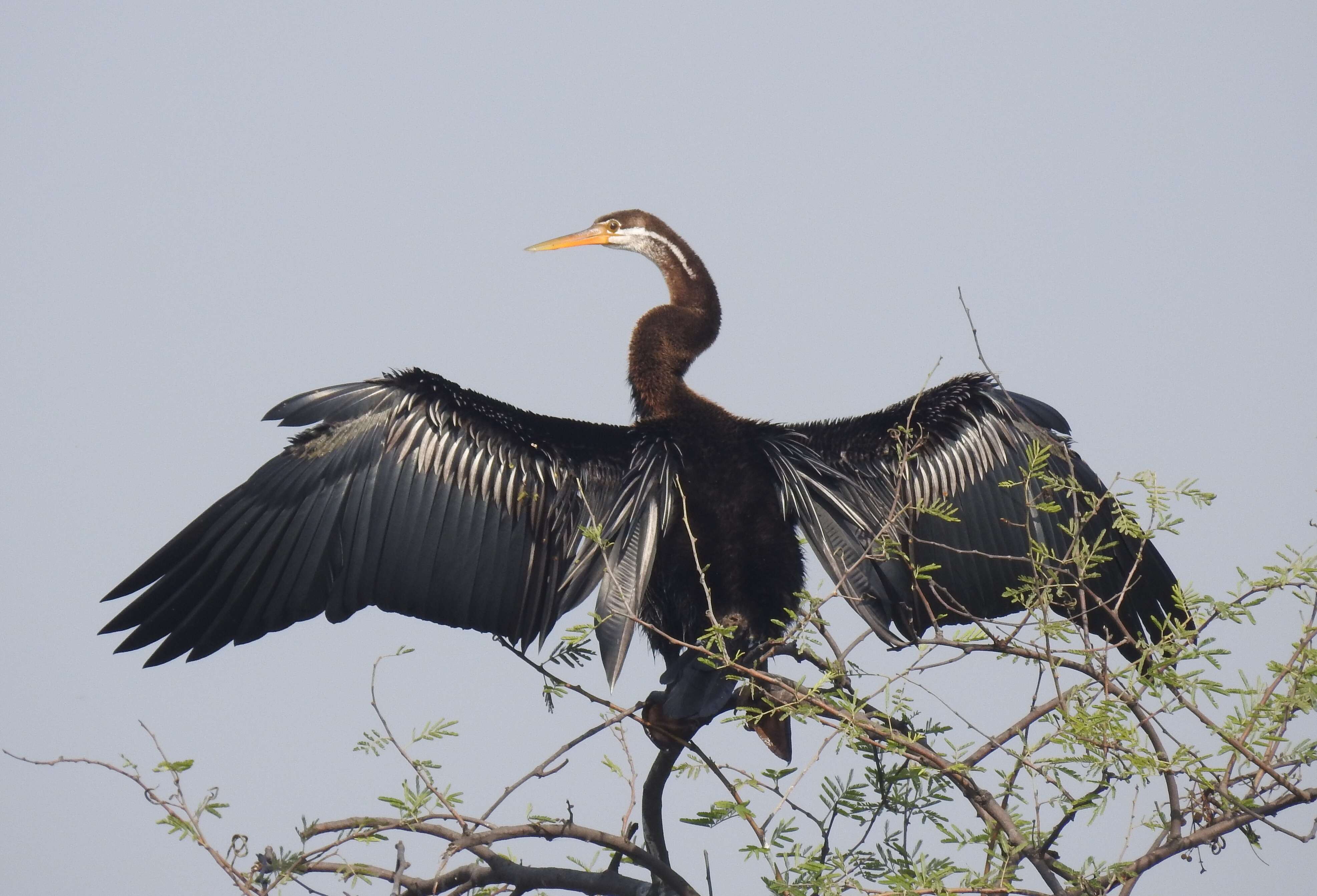 Image of Oriental Darter