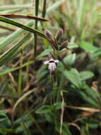 Image of Andrographis lobelioides (Wall.) Wight