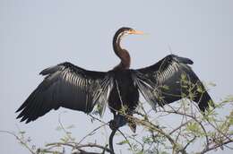 Image of Oriental Darter