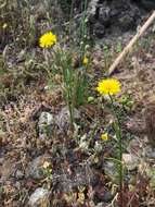 Image of leafy desertdandelion