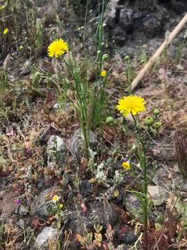 Image de Malacothrix foliosa subsp. foliosa