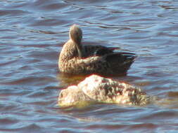 Image of Cape Shoveler