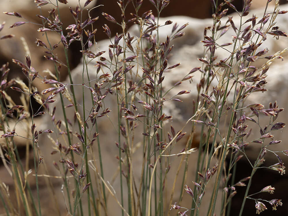 Image de Poa glauca subsp. rupicola (Nash) W. A. Weber