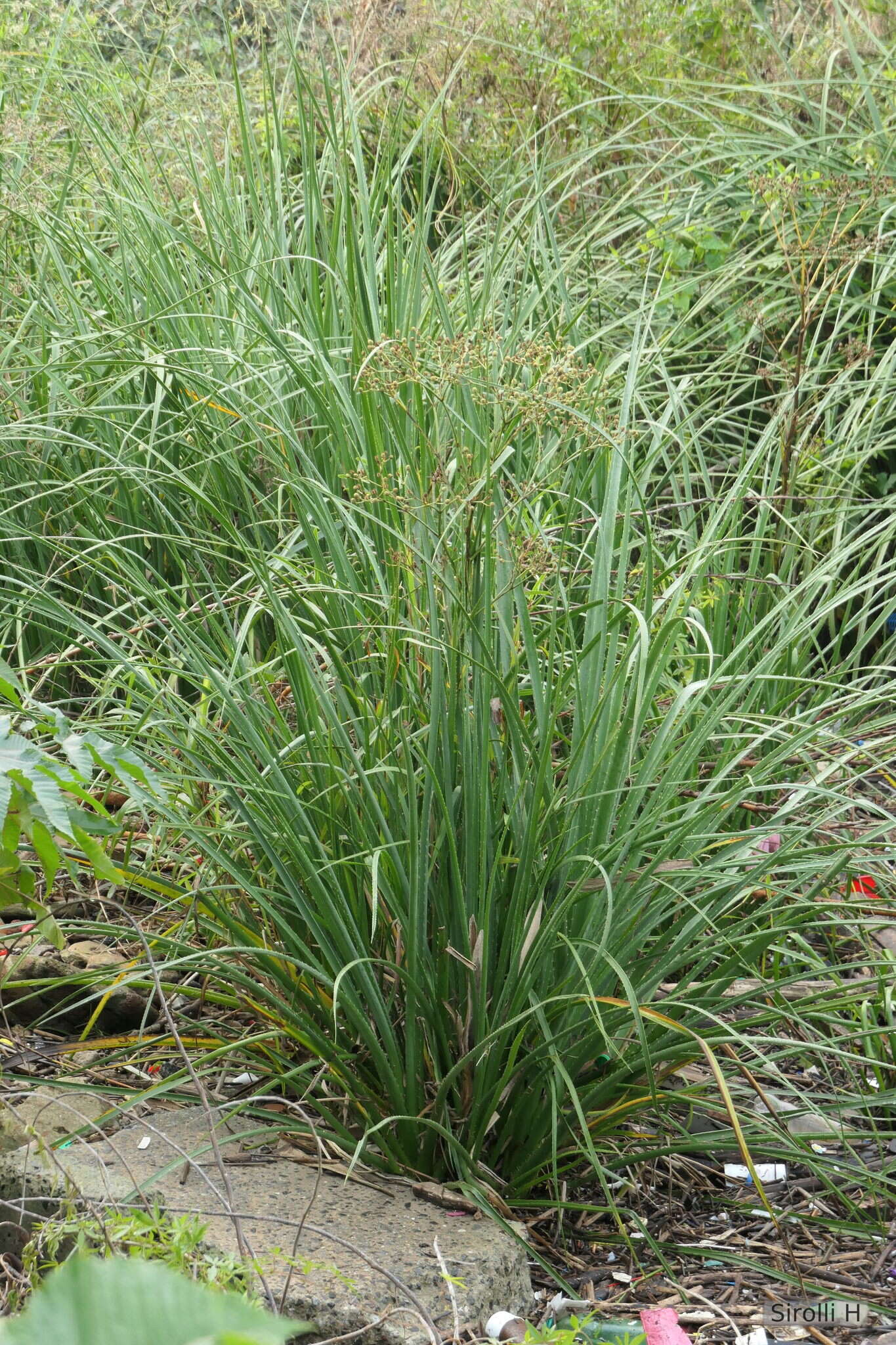 Image of Eryngium pandanifolium Cham. & Schltdl.