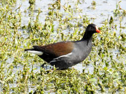 Image of Common Moorhen