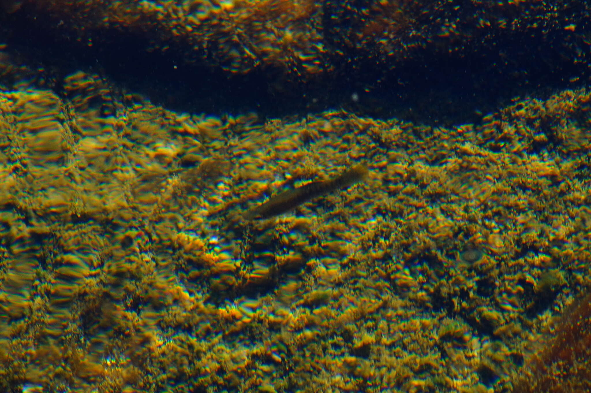 Image of shortfin molly