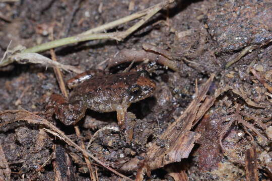 Image of miniature night frog