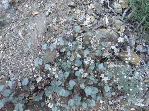 Image of longstalk phacelia