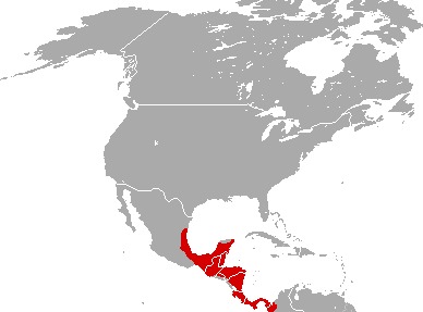 <span class="translation_missing" title="translation missing: en.medium.untitled.map_image_of, page_name: Central American Red Brocket Deer">Map Image Of</span>