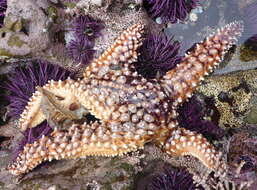 Image of Giant seastar