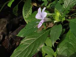 Imagem de Barleria strigosa var. polystachya (Nees) C. B. Clarke