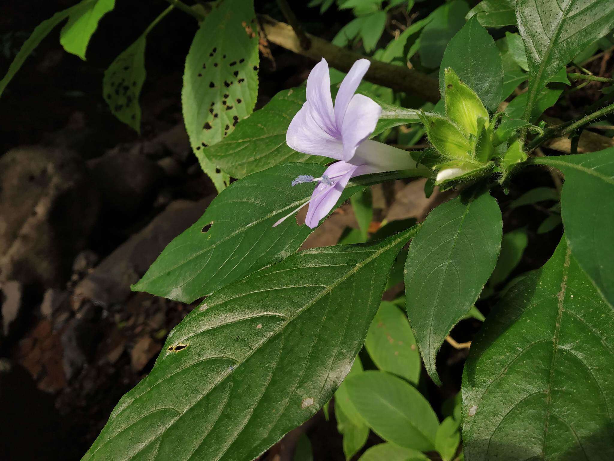 Imagem de Barleria strigosa var. polystachya (Nees) C. B. Clarke