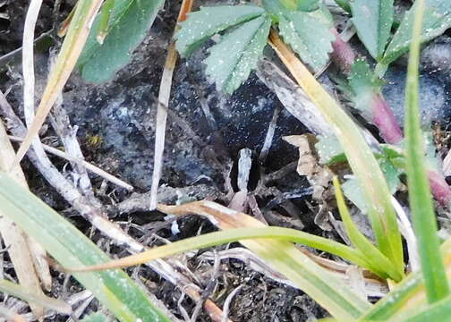 Image of Burnt wolf spider