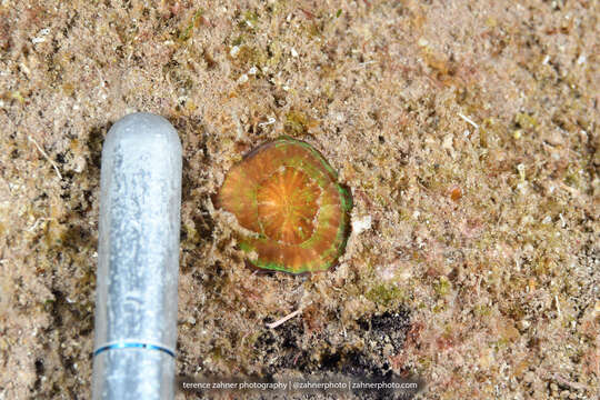 Image of Artichoke Coral