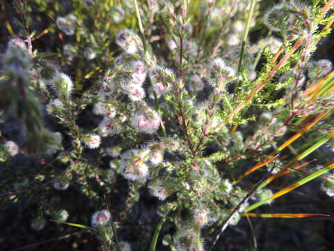 Image of Erica capitata L.