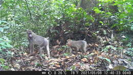 Image of Mandrill