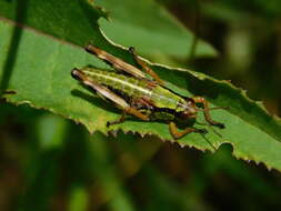 Image of Miramella (Kisella) alpina subsp. alpina (Kollar 1833)