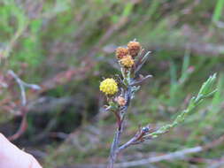 Imagem de Marasmodes polycephalus DC.