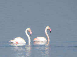 Imagem de Phoenicopterus roseus Pallas 1811