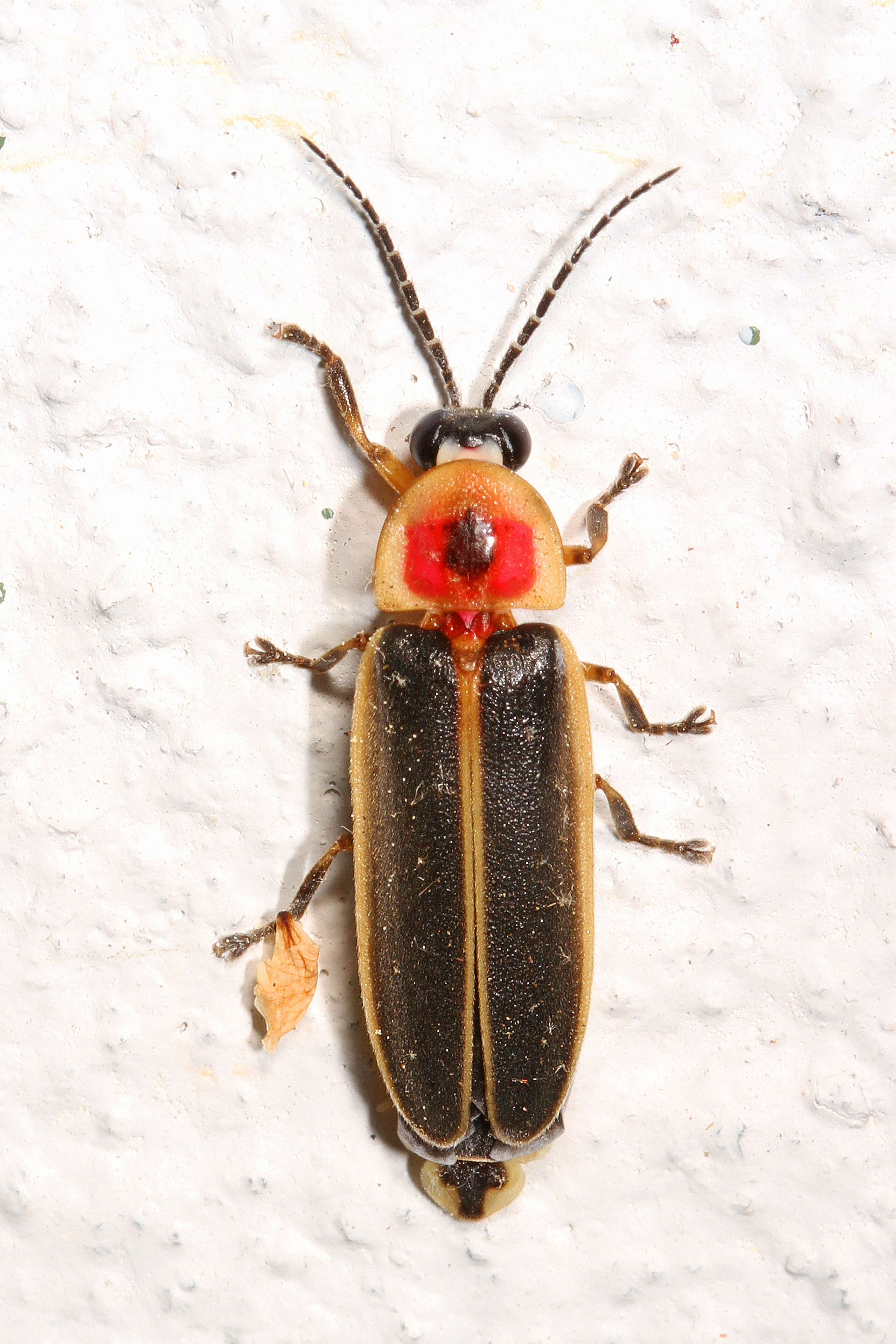 Image of common eastern firefly