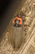 Image of Winter Firefly