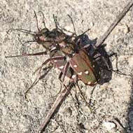 Image of Cicindela (Cicindela) maroccana pseudomaroccana Roeschke 1891