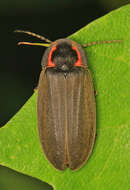 Image of Winter Firefly