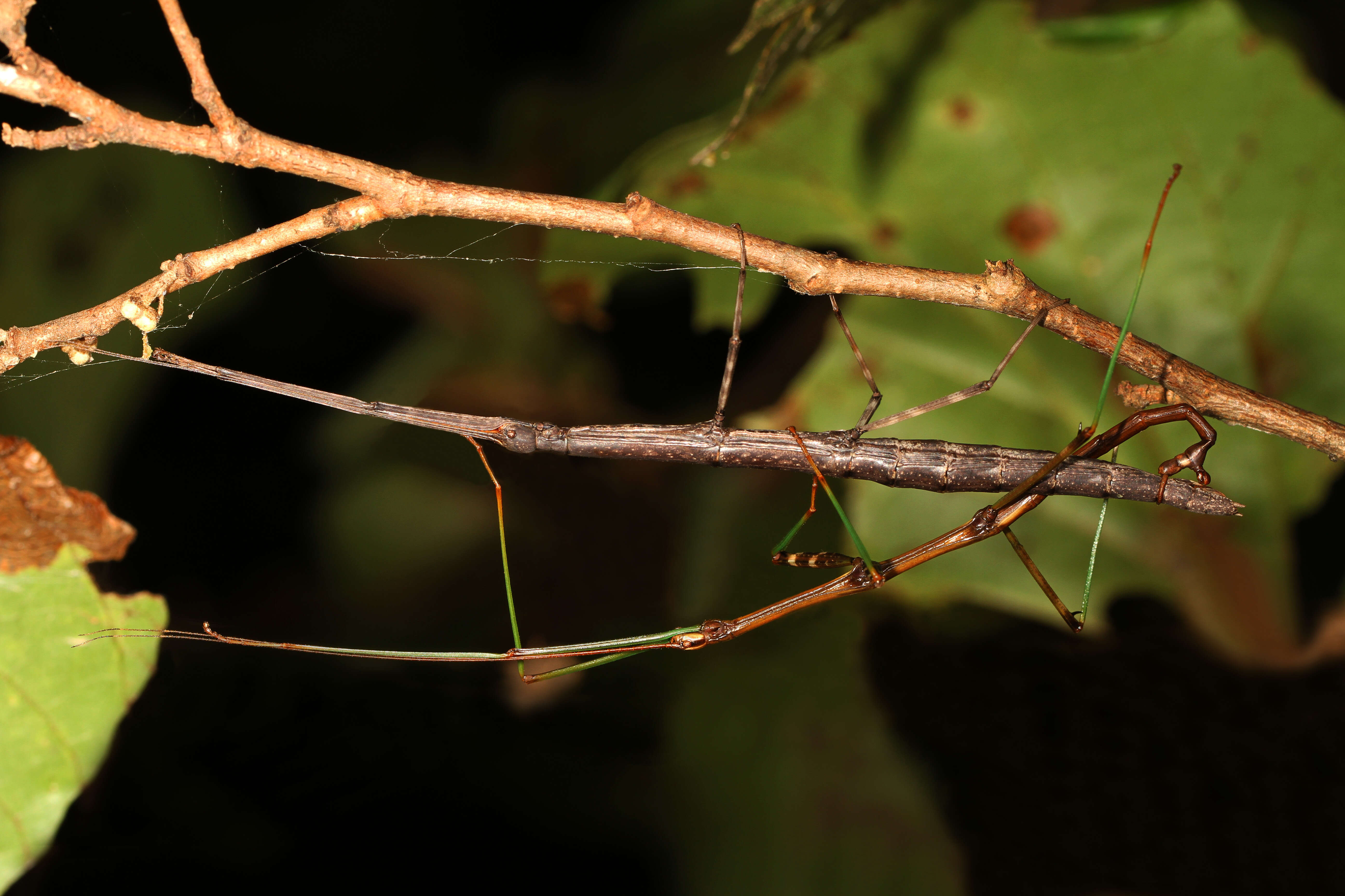 Image of Northern Walkingstick