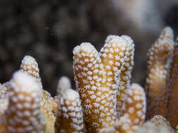 Image of bush coral