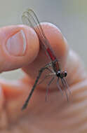 Image of American Rubyspot