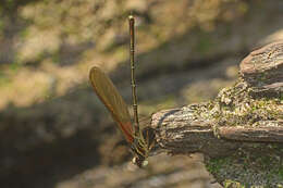 Image of American Rubyspot