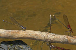 Image of American Rubyspot