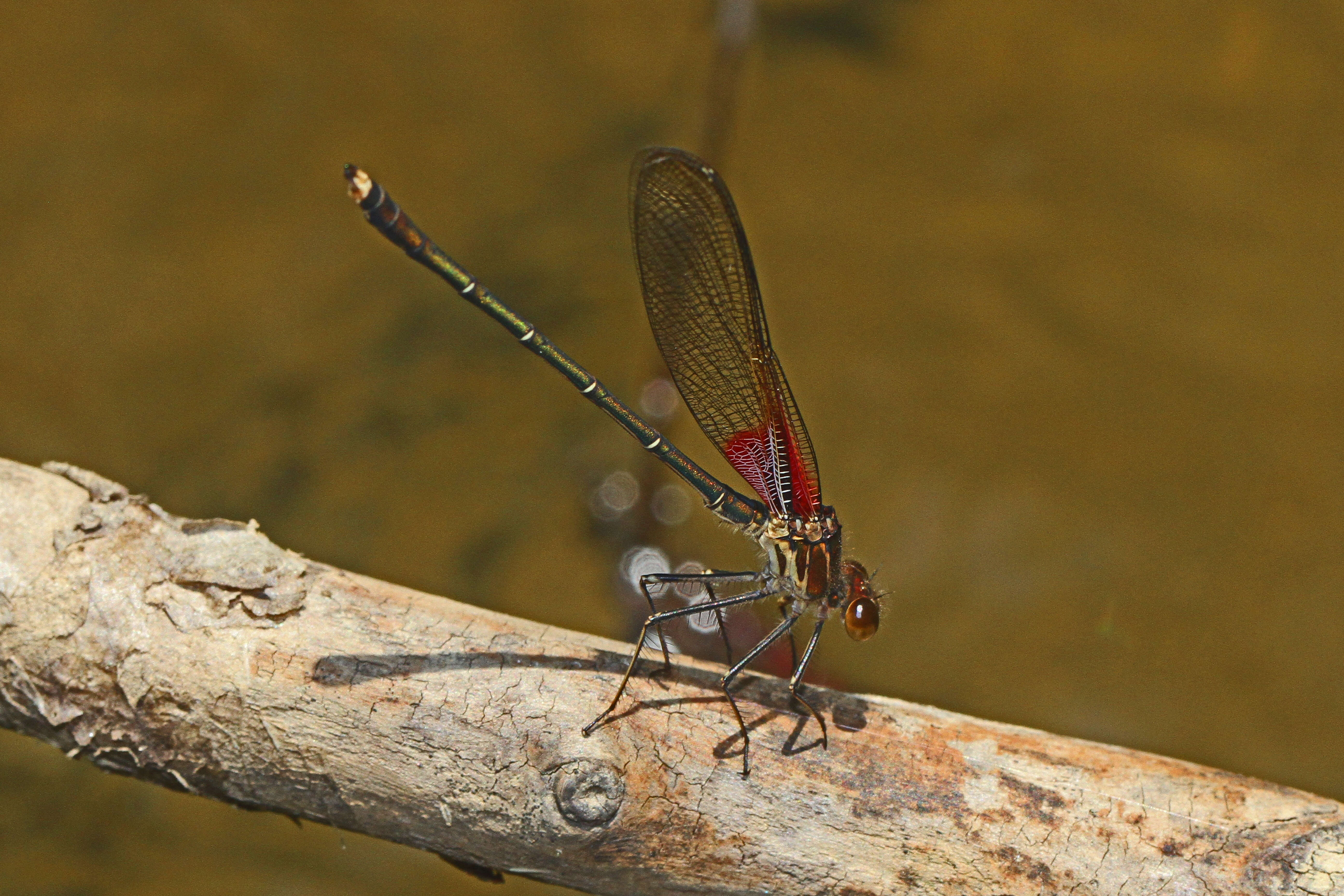 Image of American Rubyspot