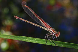 Image of American Rubyspot