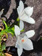 Image of Vanilla phalaenopsis Rchb. fil. ex Van Houtte