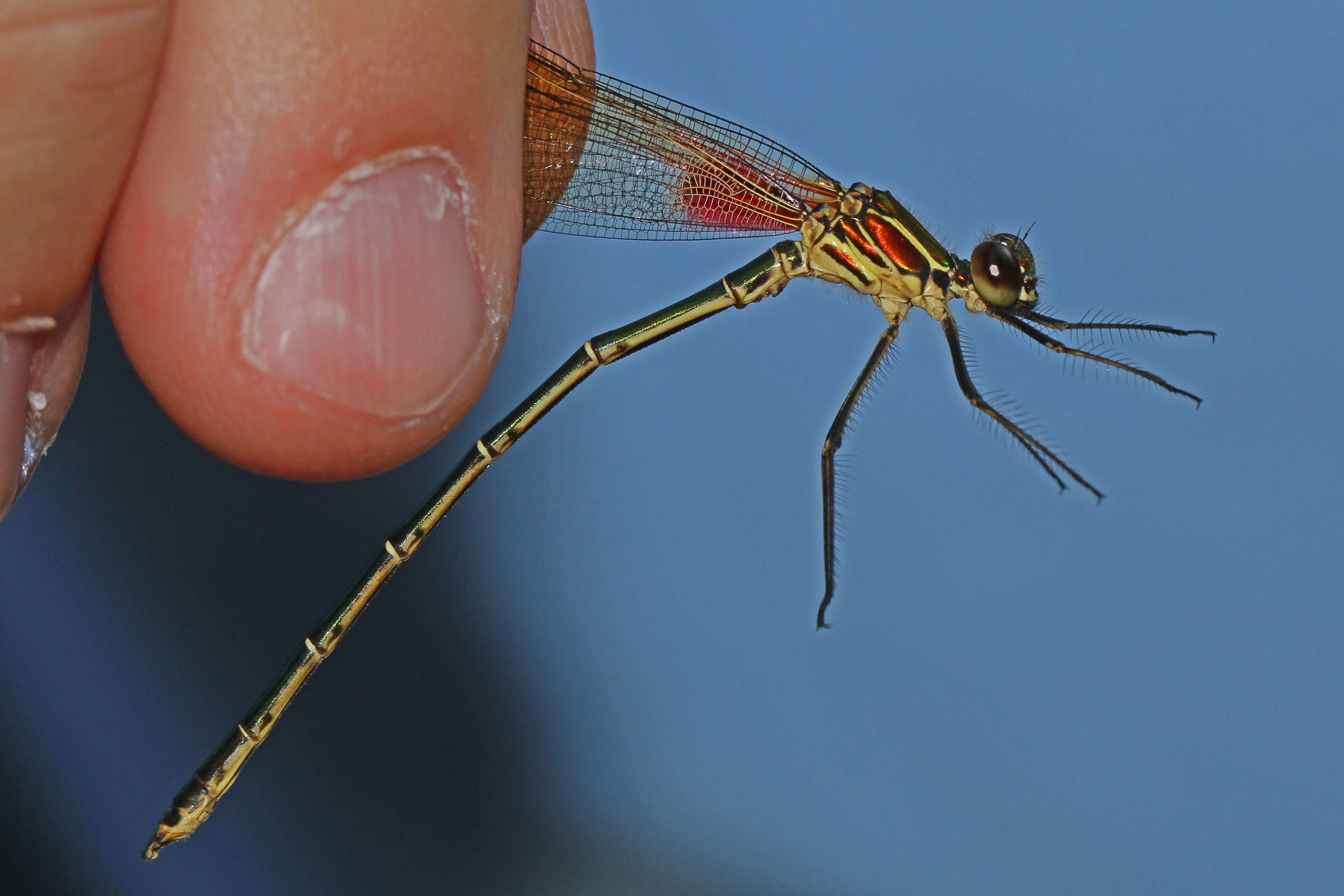 Image of American Rubyspot