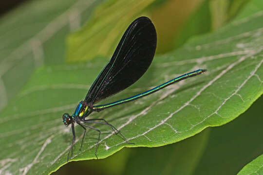 Image of Ebony Jewelwing