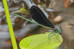 Image of Ebony Jewelwing