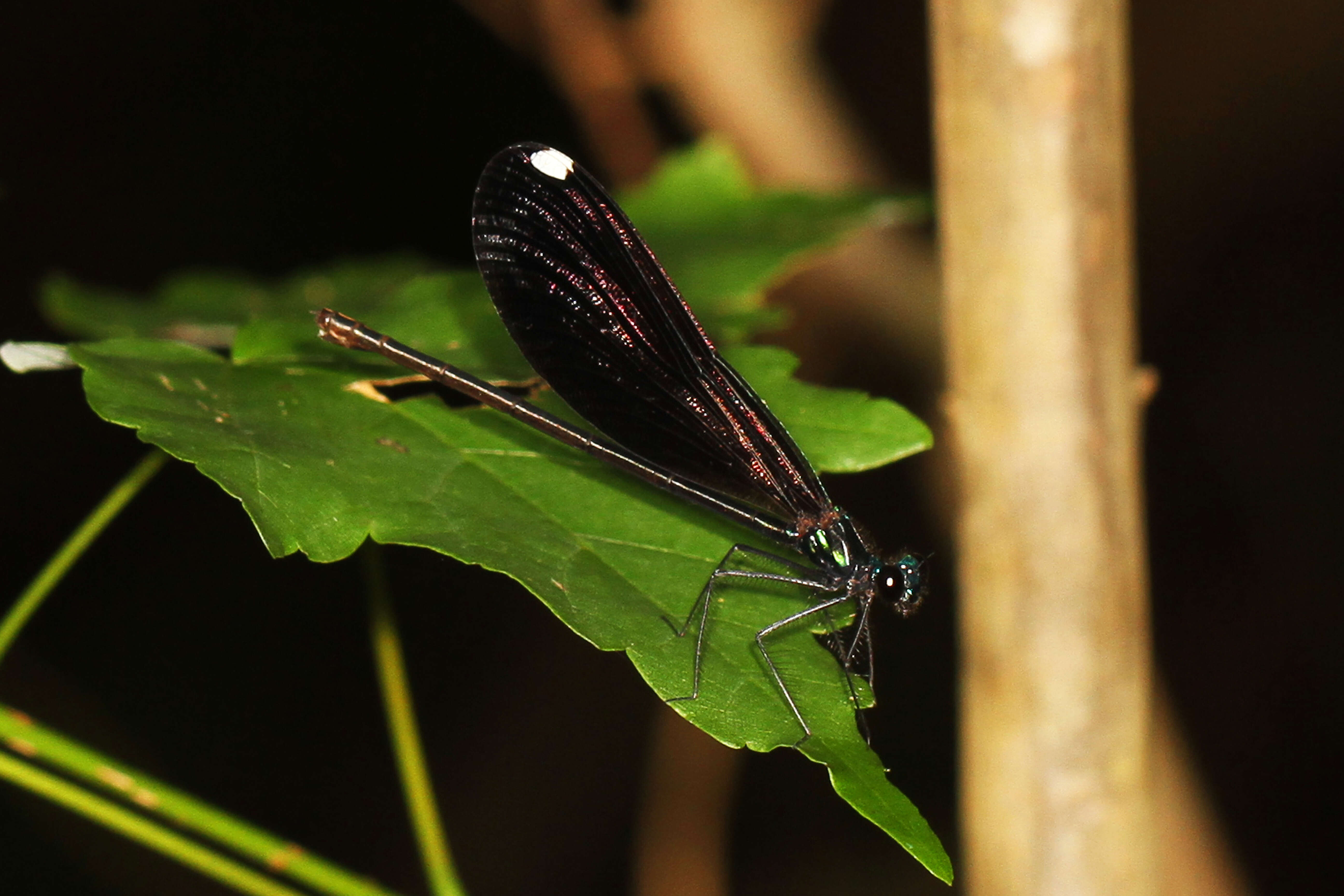 Image of Ebony Jewelwing