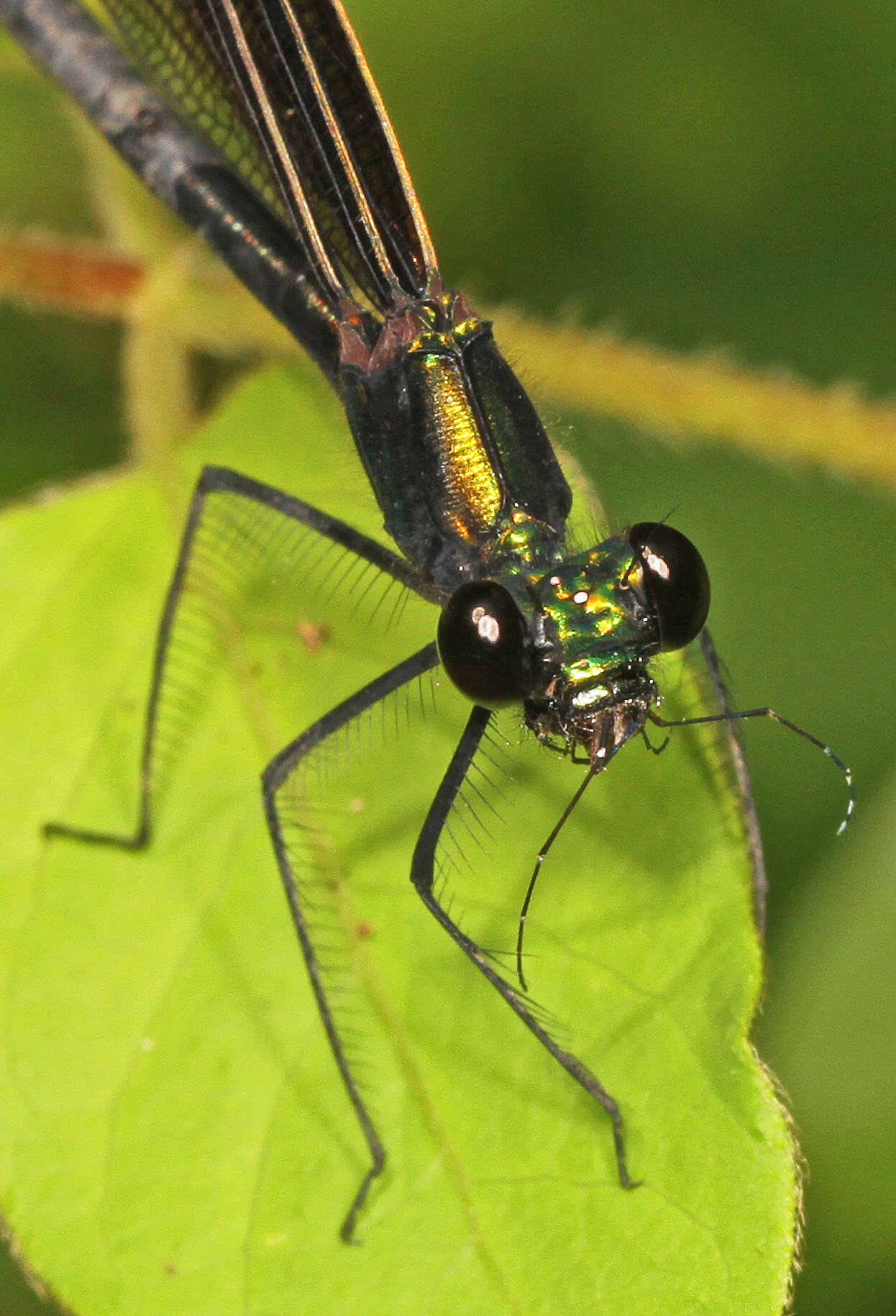 Image of Ebony Jewelwing