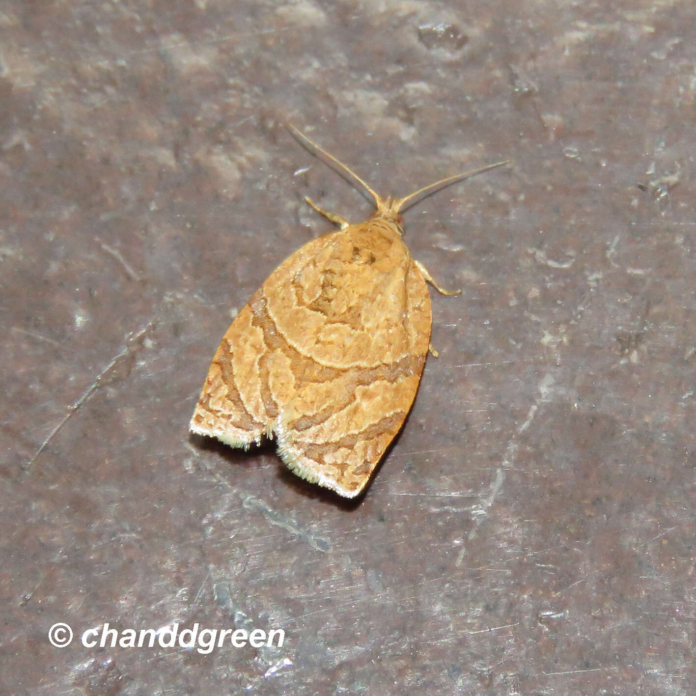 Image of Appleleaf-curling moth