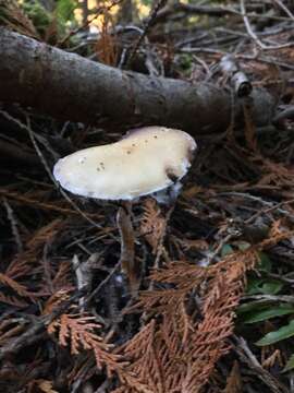 Image of Stropharia ambigua (Peck) Zeller 1914