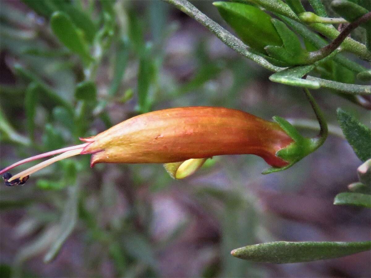 صورة Eremophila decipiens Ostenf.