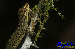 Image of Anolis podocarpus Ayala-varela & Torres-carvajal 2010