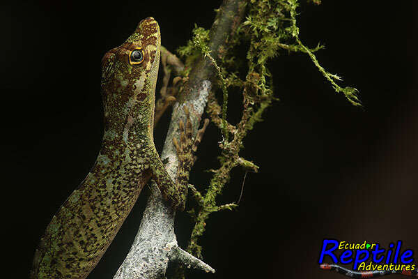 Image of Anolis podocarpus Ayala-varela & Torres-carvajal 2010