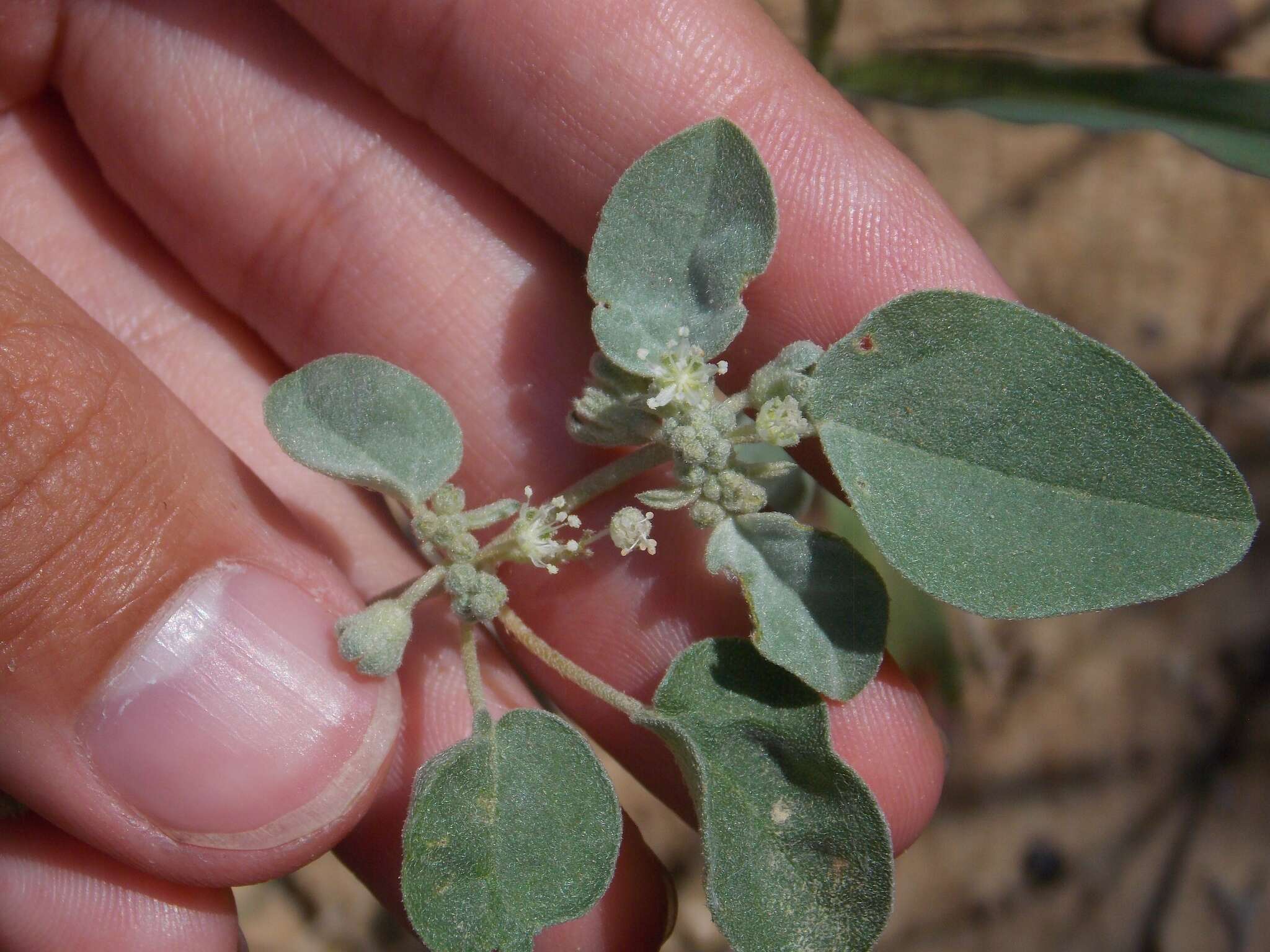 Image of threeseed croton