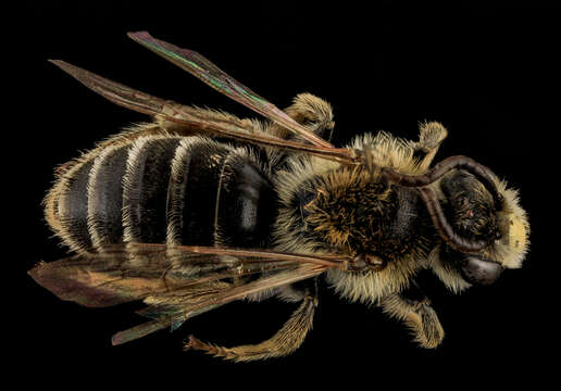 Image of Andrena cragini Cockerell 1899