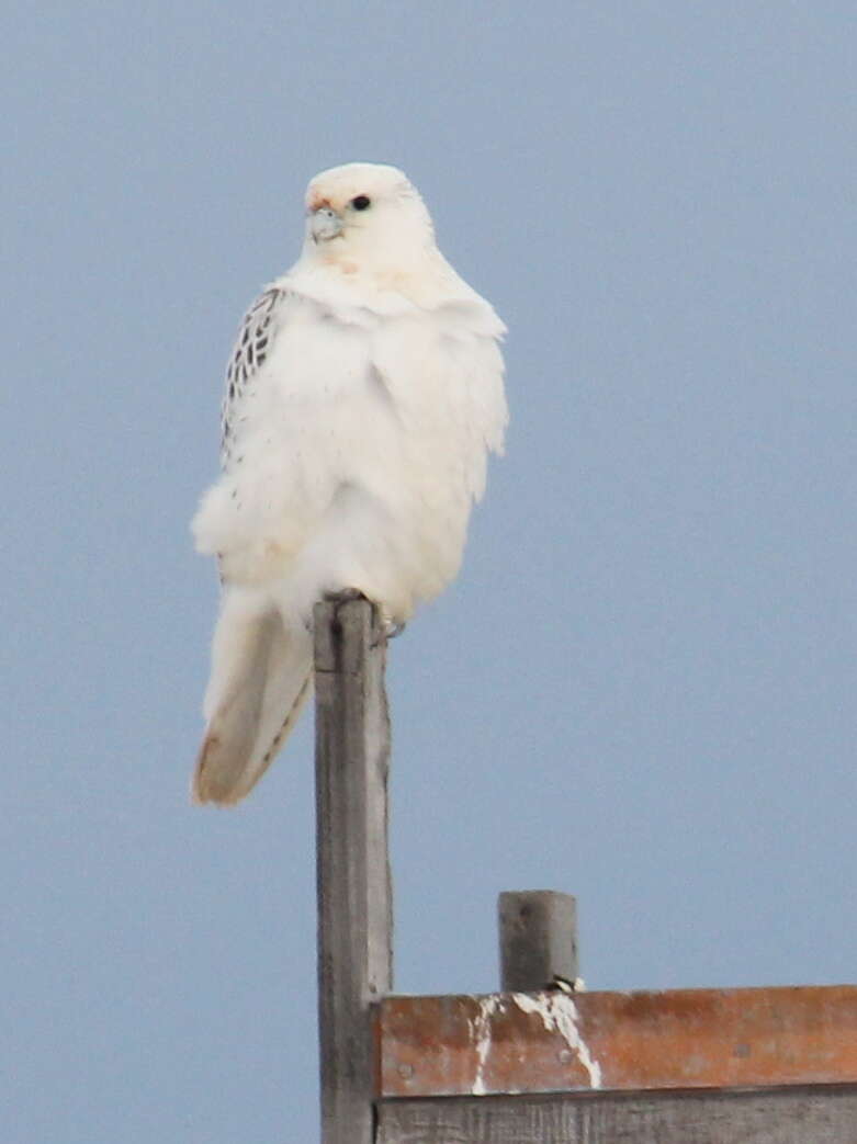 Image of Gyr Falcon